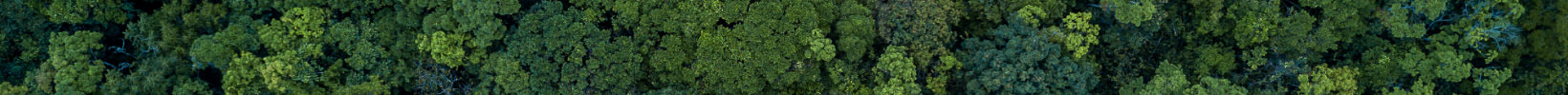 Decoration Forest