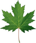 Decor Leaf