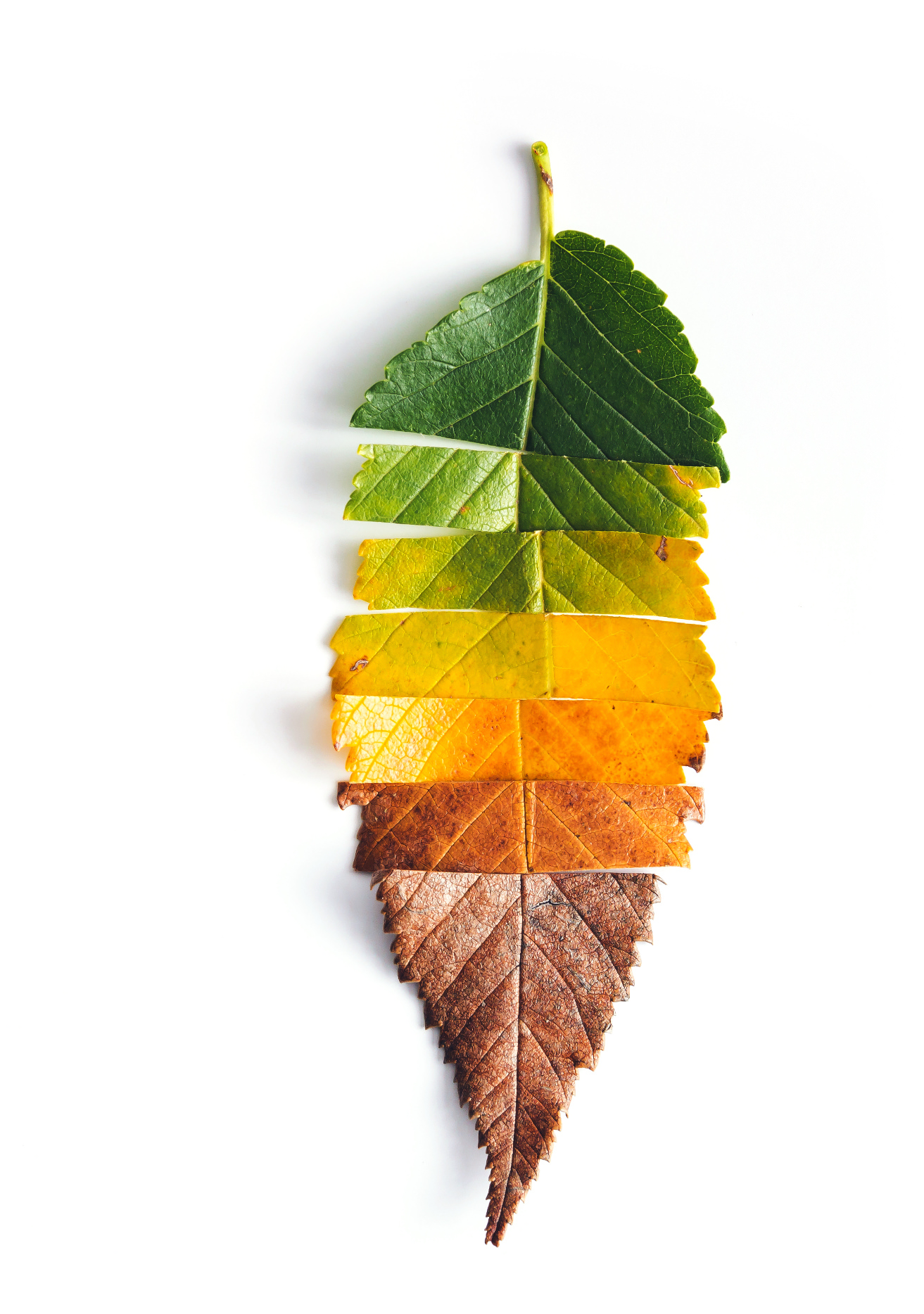 Decor Leaf